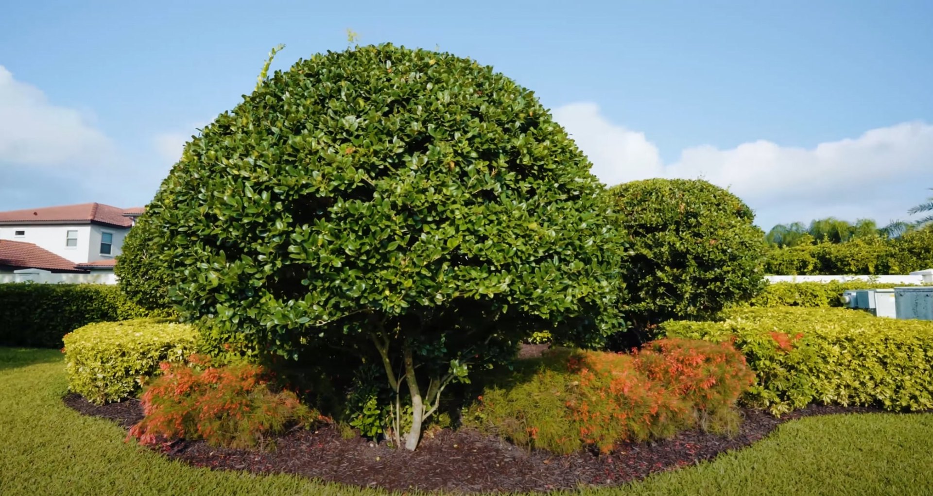 Ornamental Tree & Seasonal Garden Design Professional landscape design featuring perfectly shaped ornamental trees and colorful seasonal plantings in a residential setting